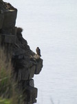 SX05132 Bird of pray Peregrine (Falco peregrinus) perched on rock Bird of pray perching on edge of cliff.jpg